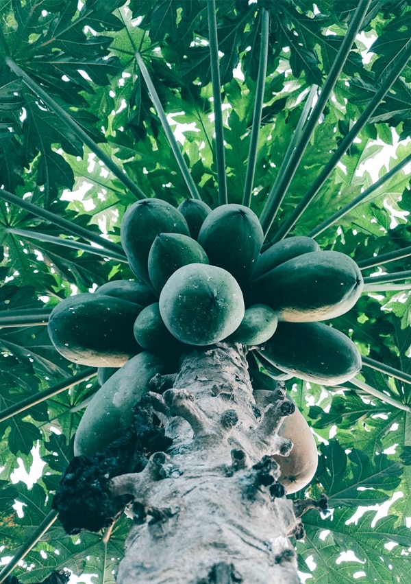 Papaya Tree | How Payapa is used in Skincare