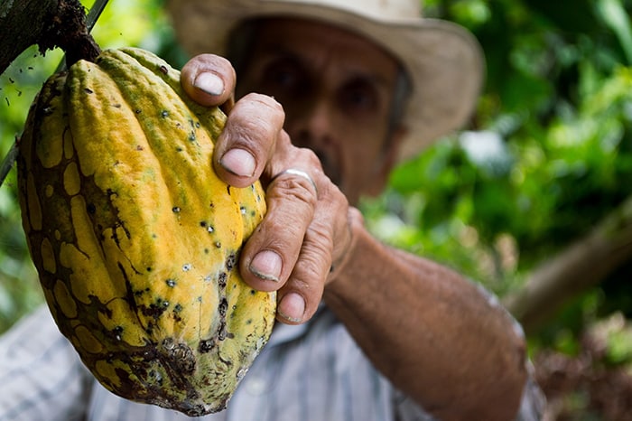 Where does chocolate come from - Cocao Fruit